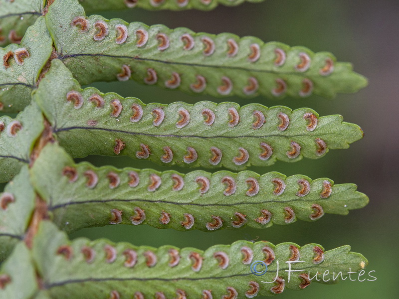 Nephrolepis cordifolia.04