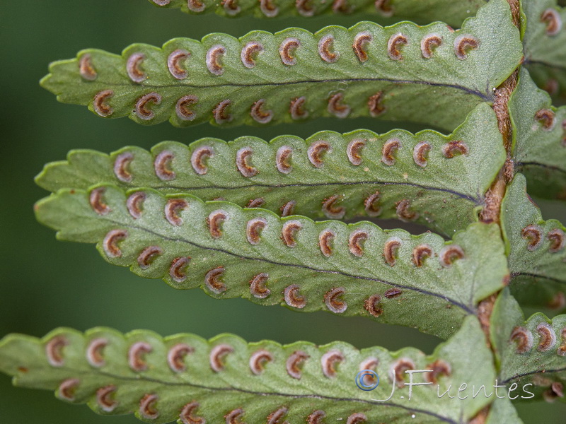 Nephrolepis cordifolia.05