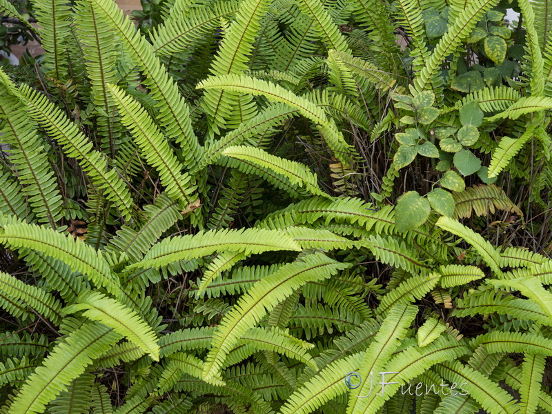 Nephrolepis cordifolia.07