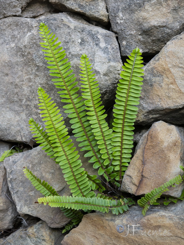 Nephrolepis cordifolia.09