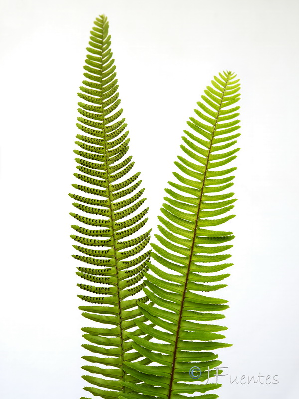 Nephrolepis cordifolia.10