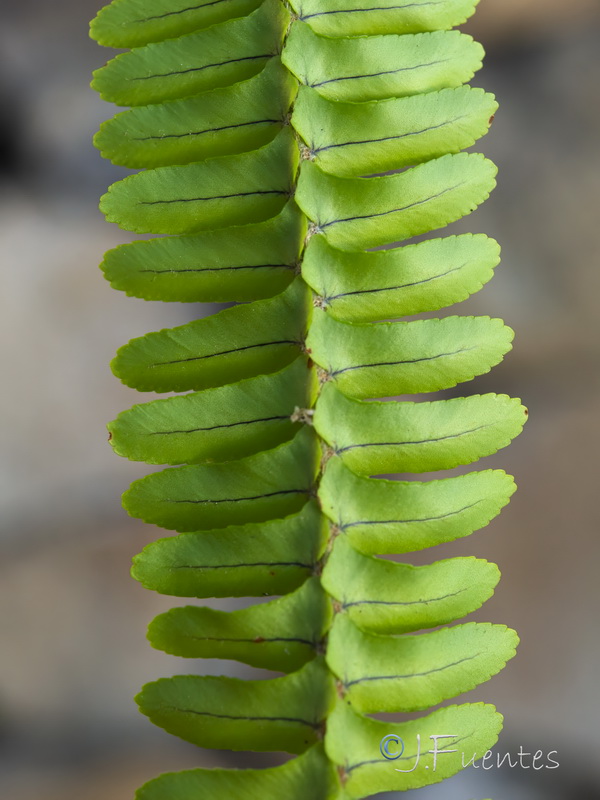 Nephrolepis cordifolia.11