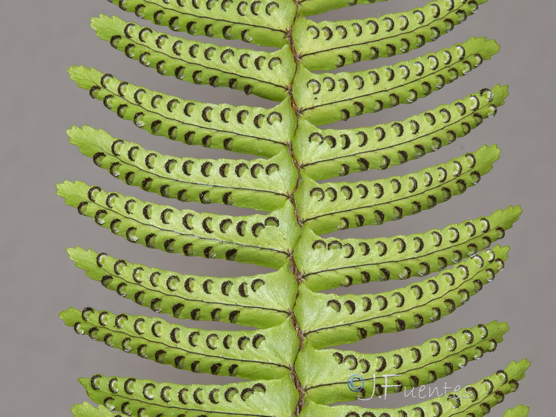 Nephrolepis cordifolia.03