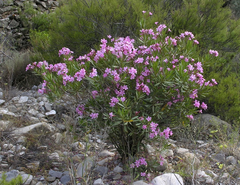 Nerium oleander.03