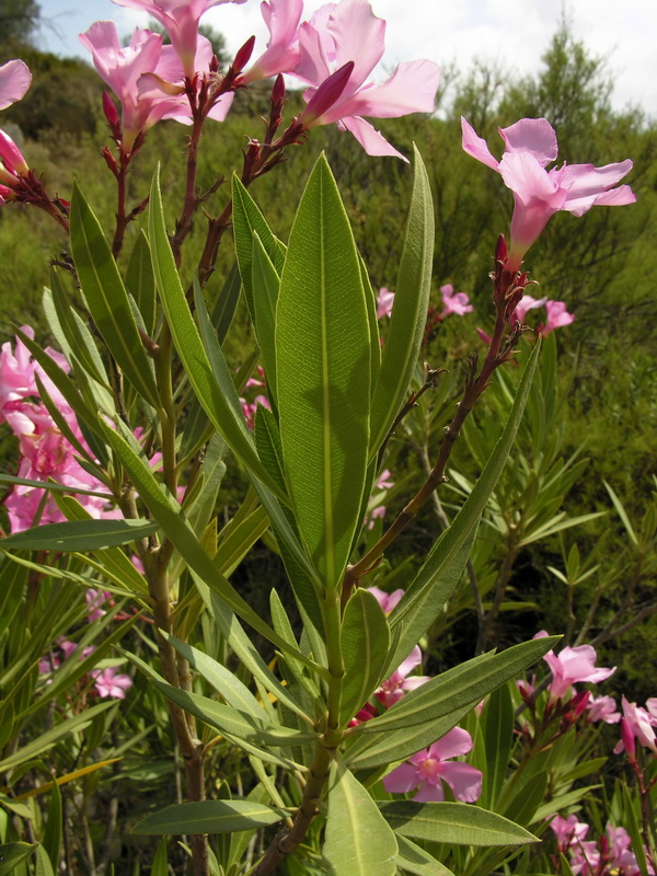 Nerium oleander.05