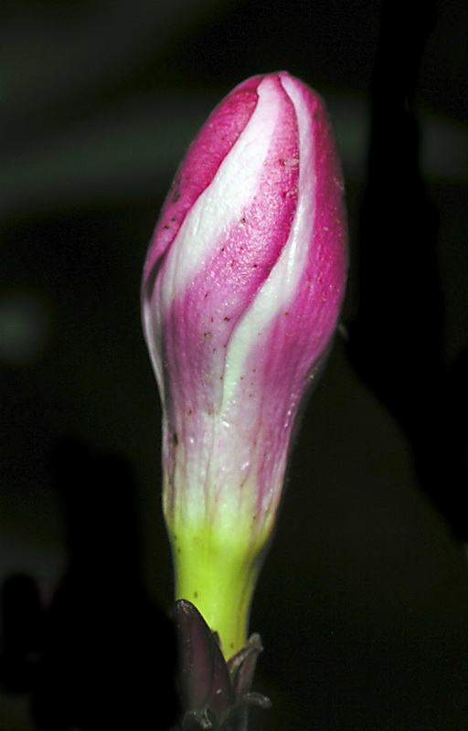 Nerium oleander.09