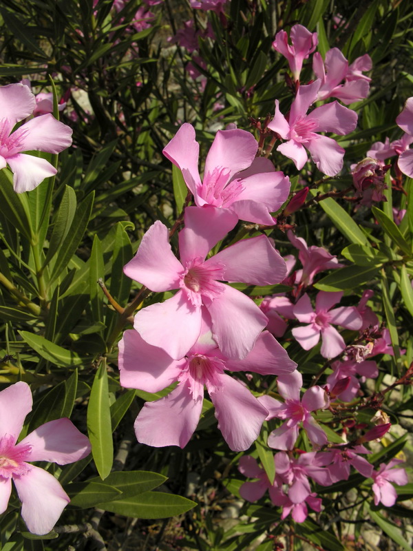 Nerium oleander.10