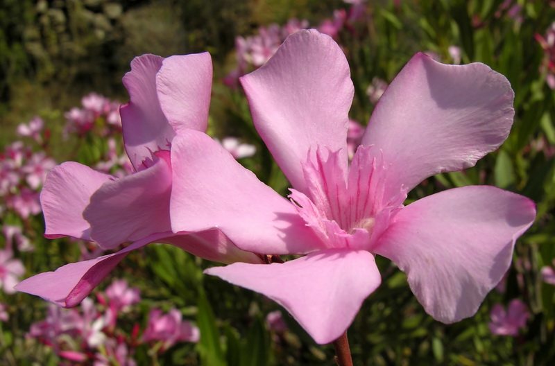 Nerium oleander.11