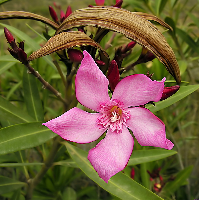 Nerium oleander.12