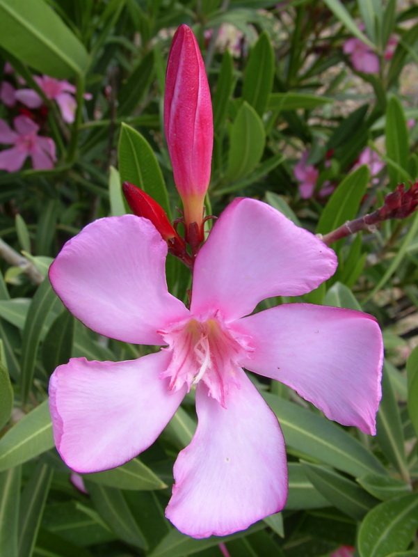 Nerium oleander.13