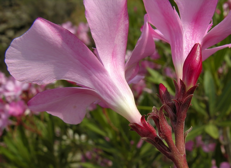 Nerium oleander.14