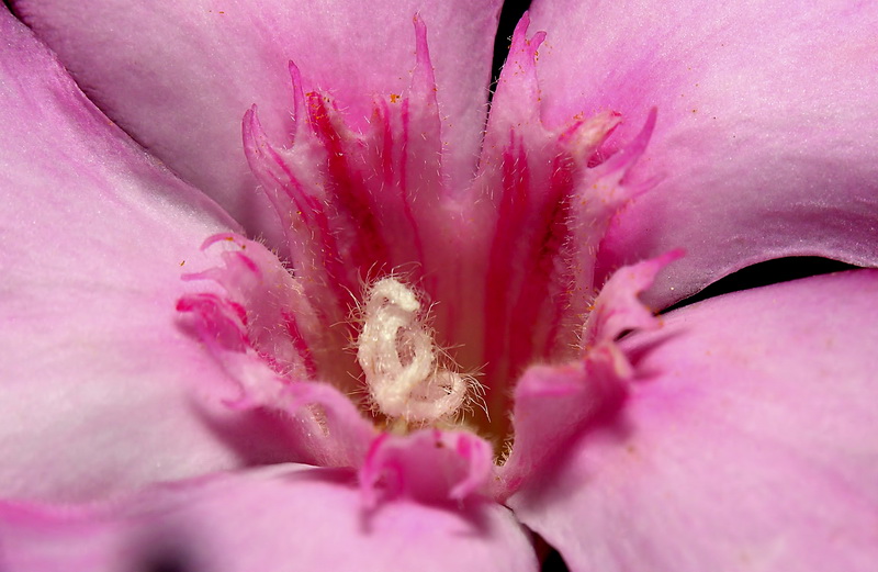 Nerium oleander.16