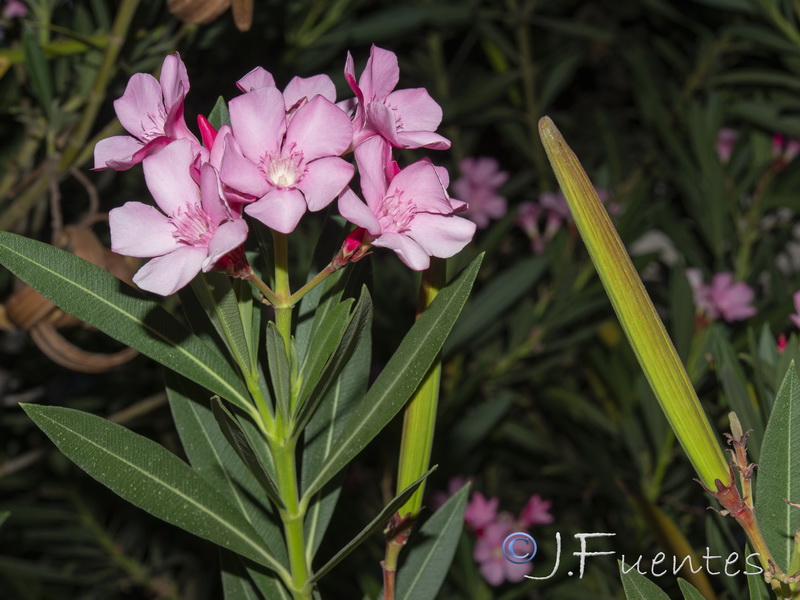 Nerium oleander.17