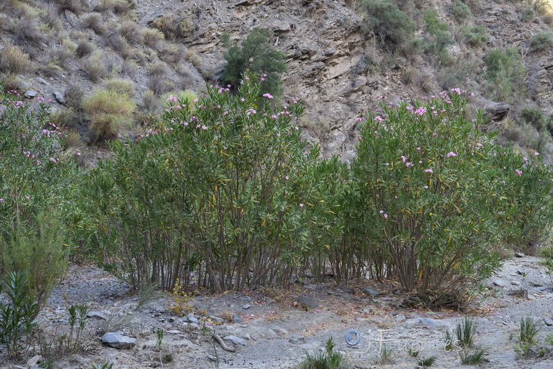 Nerium oleander.21