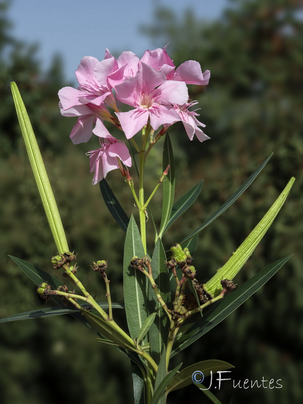 Nerium oleander.22