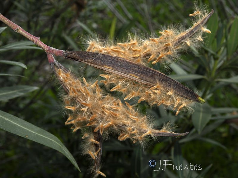 Nerium oleander.23