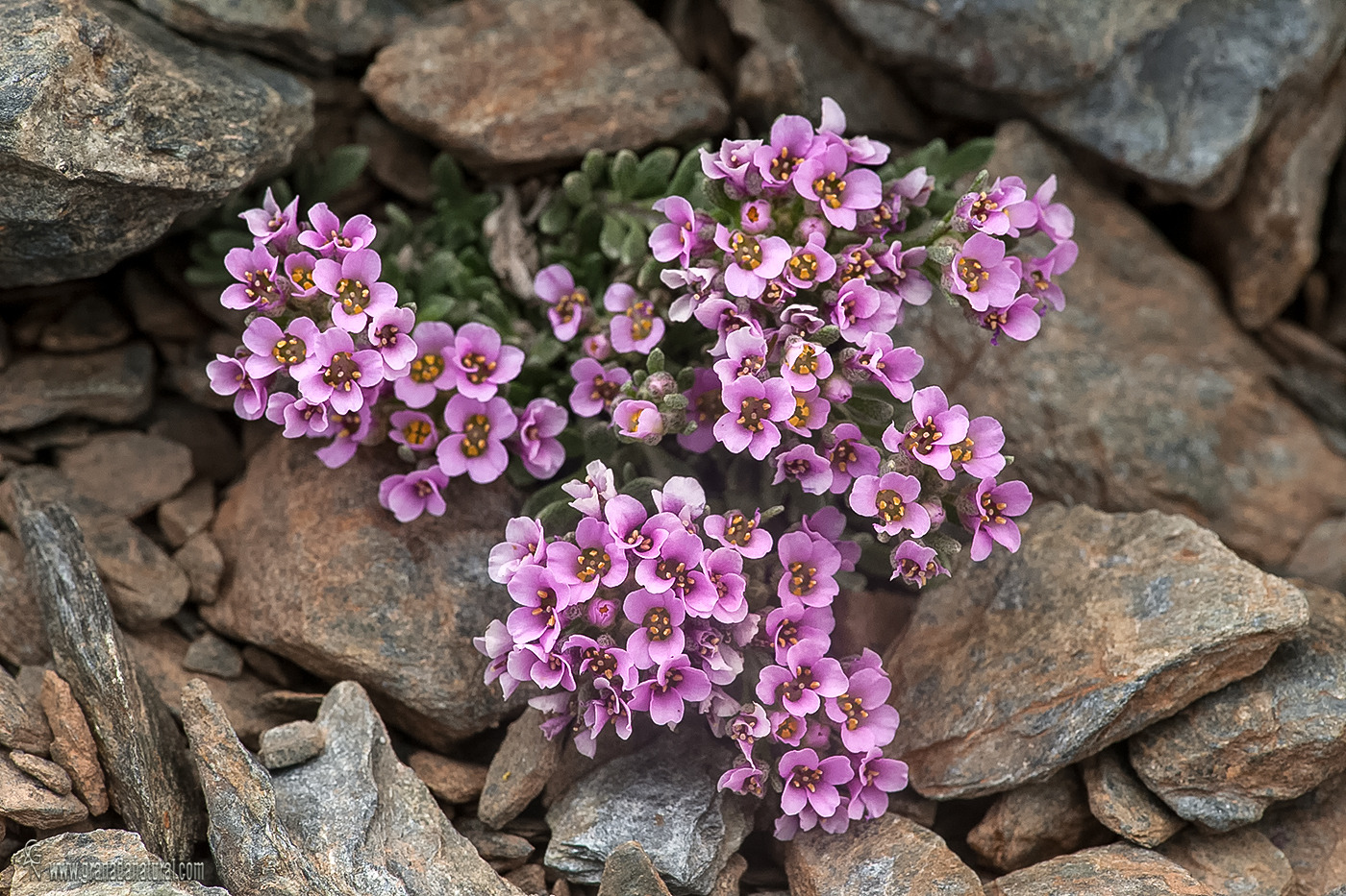 Nevadensia purpurea