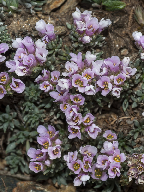 Nevadensia purpurea.01