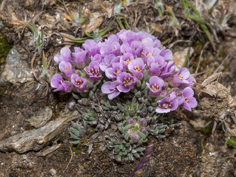 Nevadensia purpurea.02