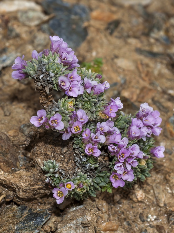 Nevadensia purpurea.03