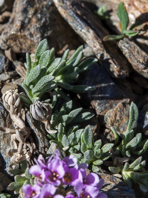 Nevadensia purpurea.04