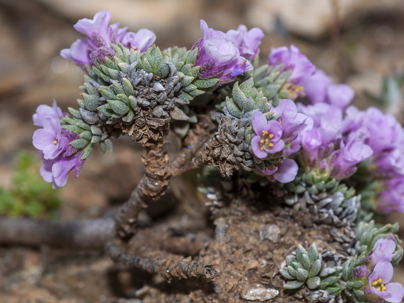 Nevadensia purpurea.05