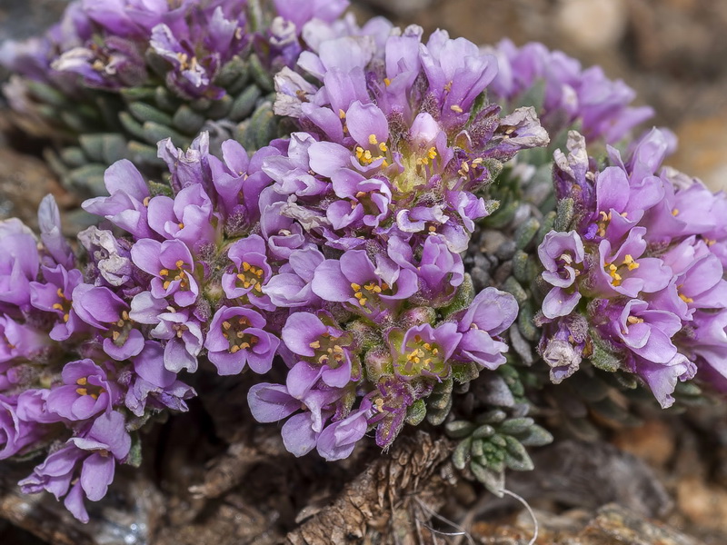 Nevadensia purpurea.06