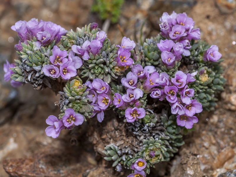 Nevadensia purpurea.07