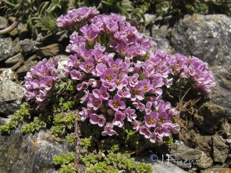 Nevadensia purpurea.08