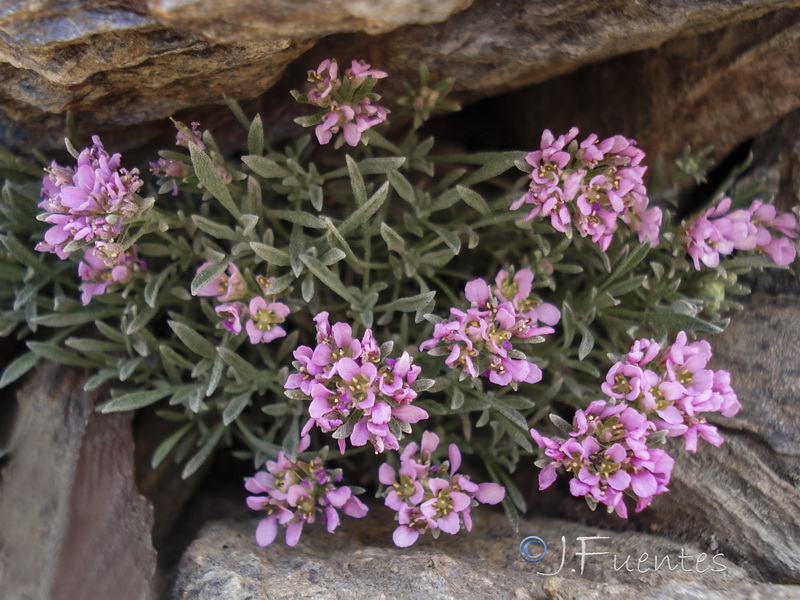 Nevadensia purpurea.09