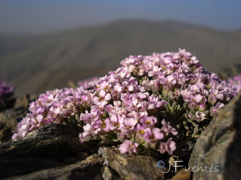 Nevadensia purpurea.10