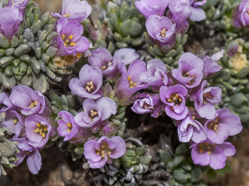 Nevadensia purpurea.22