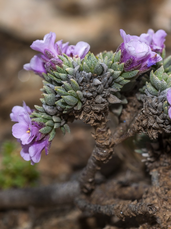 Nevadensia purpurea.24