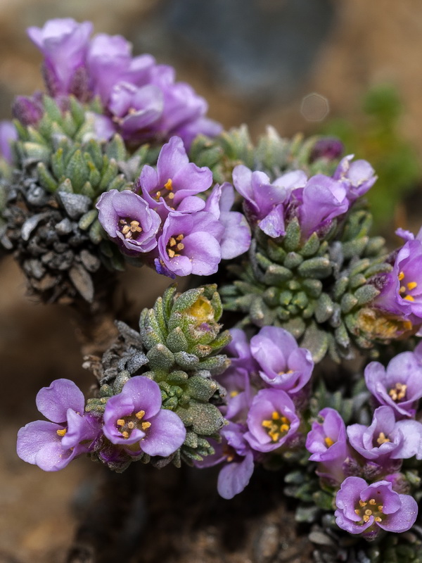 Nevadensia purpurea.27