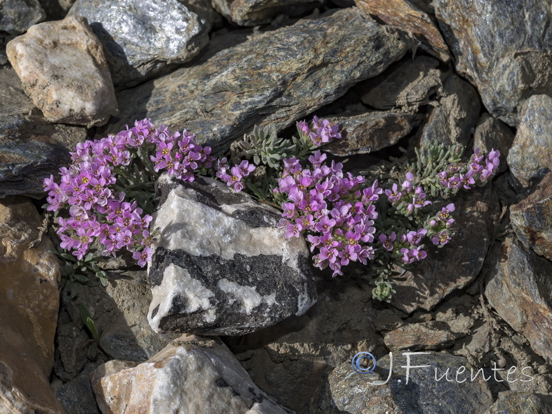 Nevadensia purpurea.29