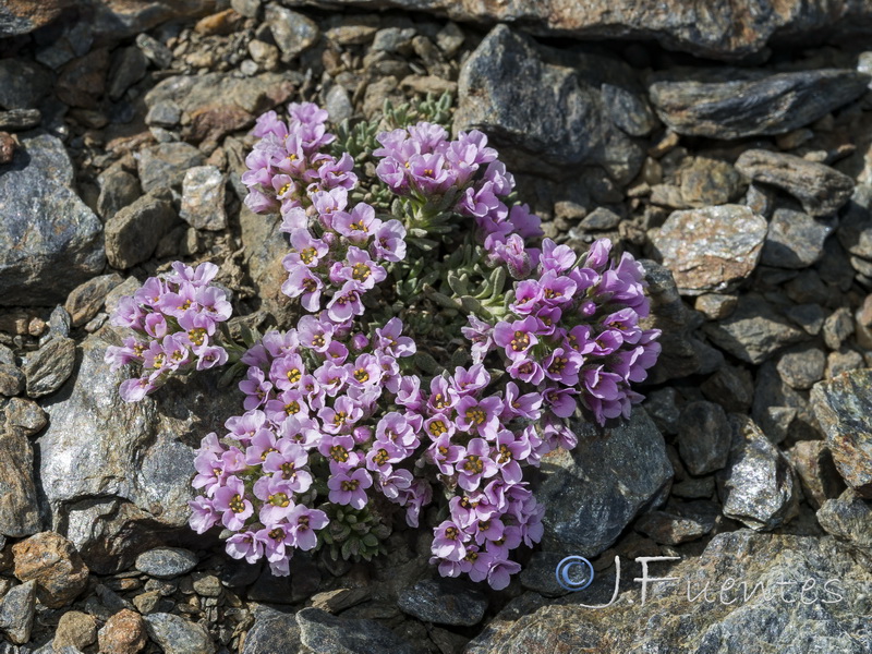 Nevadensia purpurea.31