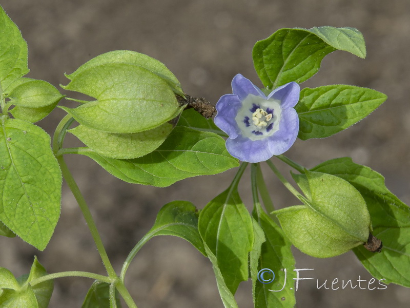 Nicandra physalodes.03