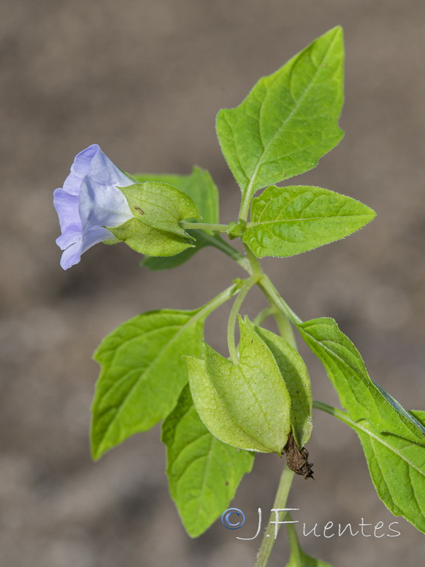 Nicandra physalodes.04