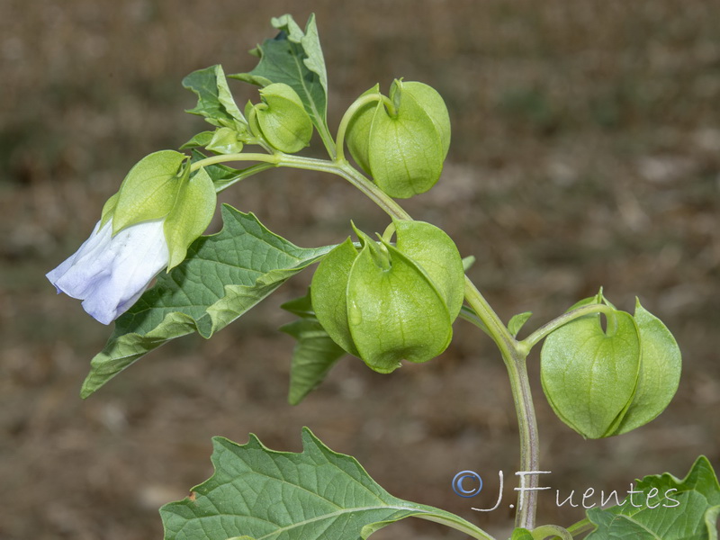 Nicandra physalodes.05