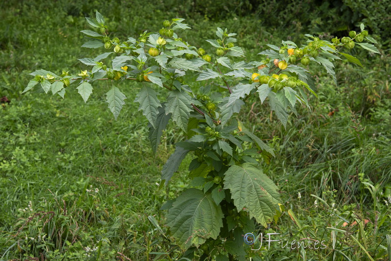 Nicandra physalodes.06