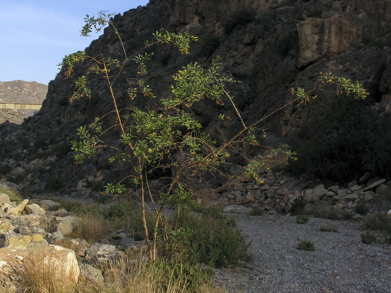 Nicotiana glauca.01