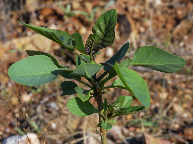 Nicotiana glauca.03