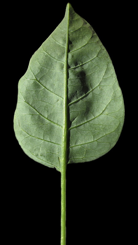 Nicotiana glauca.05