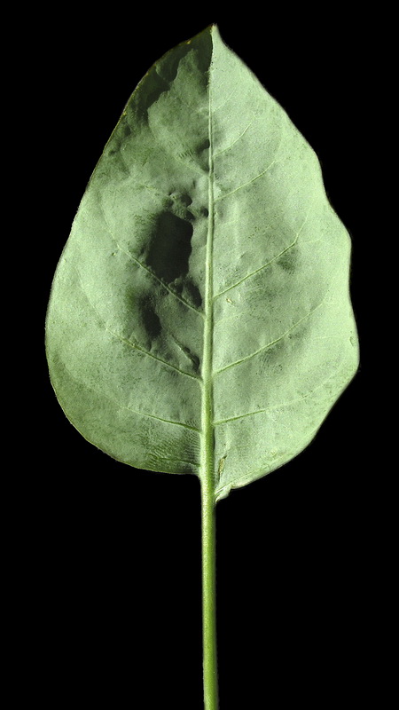 Nicotiana glauca.06