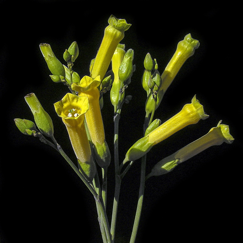 Nicotiana glauca.10