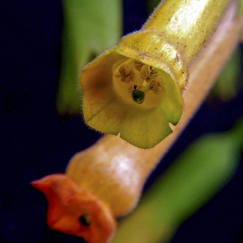 Nicotiana glauca.11