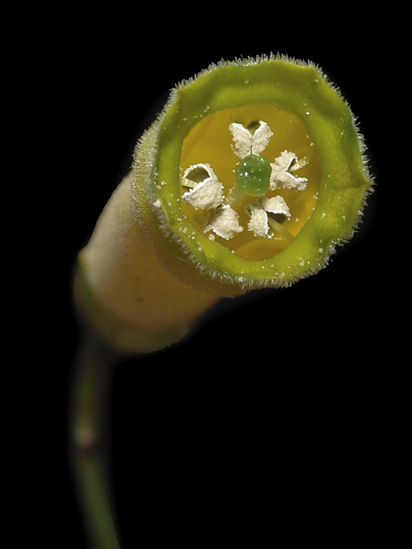 Nicotiana glauca.13