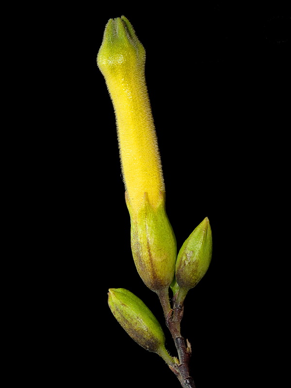 Nicotiana glauca.14