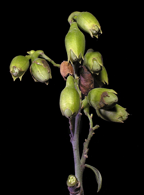 Nicotiana glauca.16