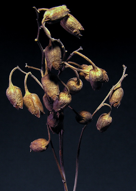 Nicotiana glauca.17